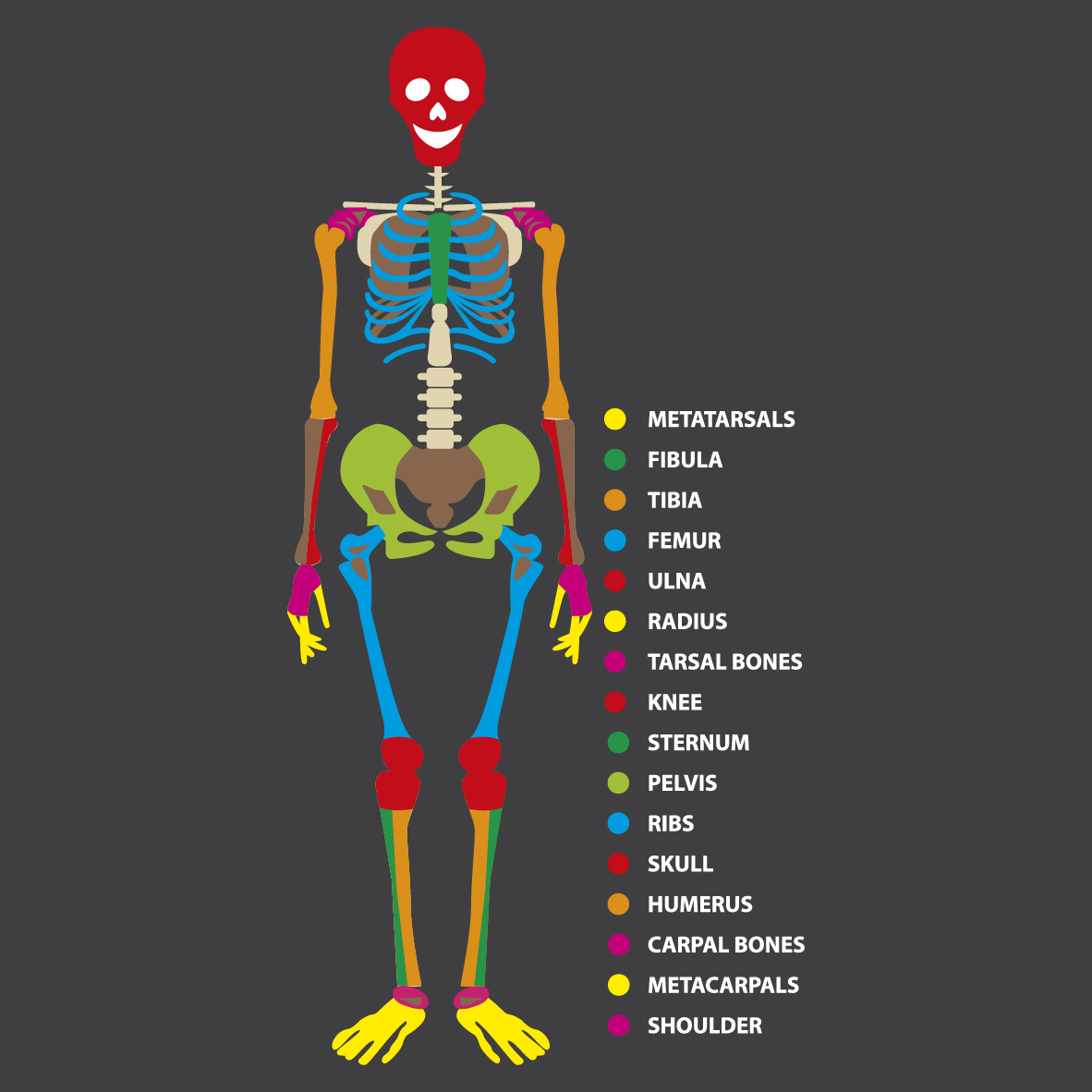 Skeleton 4m x 2.5m